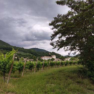 Incontro e Lumen, vini Merlot e Chardonnay dell'Azienda Agricola Vigna Vecchia di Costantino Veronese, a cura di Gabriella Rizzo | Homework & Muffin